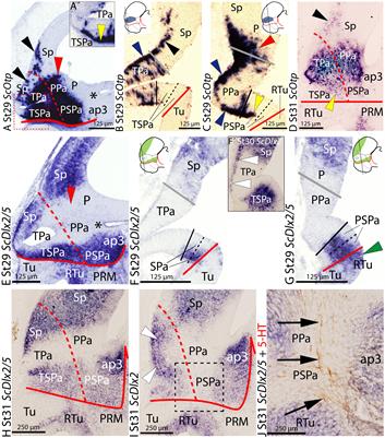 The Shark Alar Hypothalamus: Molecular Characterization of Prosomeric Subdivisions and Evolutionary Trends